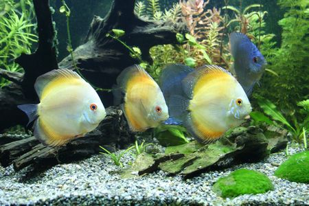 Discus Aquarium Fishの写真素材