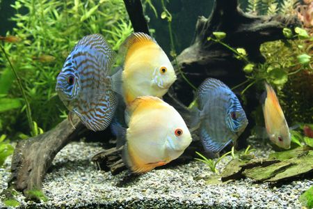 Discus Aquarium Fishの写真素材
