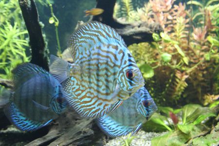 Discus Aquarium Fishの写真素材