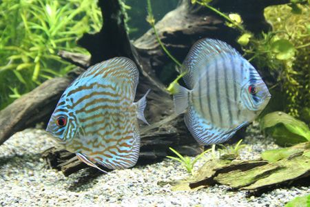 Discus Aquarium Fishの写真素材