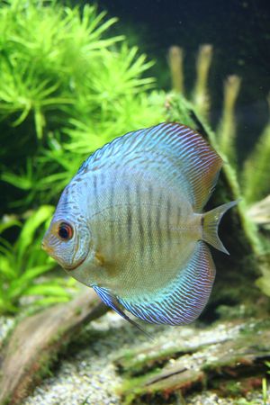 Blue Discus - Tropical Aquarium Fishの写真素材