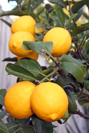 Bright Yellow New Zealand Meyer Lemons on treeの写真素材