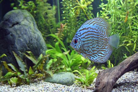 A Blue Turquoise Discus, tropical aquarium fishswimming in an aquarium.  Space for copy.の写真素材