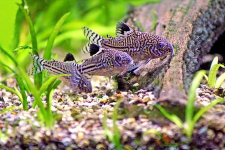 Three Corydoras Trinilleatus Catfish swimming in a planted tropical aquarium.  Space for copy.の写真素材