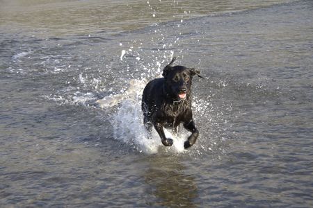 A Black Labrador dog running through the sea at the beach.  Space for copy.  の写真素材