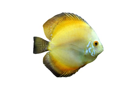Orange Discus Tropical Aquarium Fish isolated on a white backgroundの写真素材
