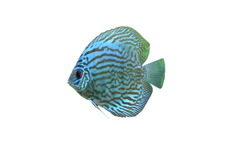 A Blue Discus Tropical Aquarium Fish isolated on a white backgroundの写真素材