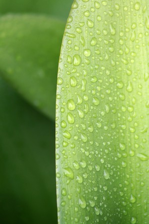 Crisp water droplets on a lush green leafの写真素材