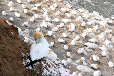 A Gannet  Takapu  cleaning itself at Muriwai Beach  Otakamiro Point  gannet colony, Auckland, New Zealandの写真素材