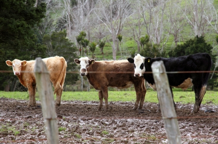 Three dairy cows standing in a muddy paddock viewed through a wire fenceの写真素材
