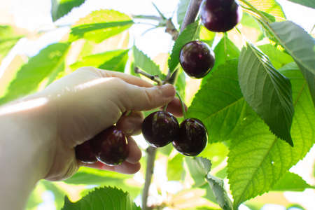Hand Picking Cherries Off A Branch