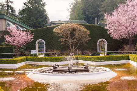 Cherry blossom and fountain in the botanical garden in Seattle, Washingtonの写真素材