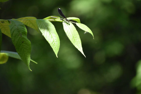 Damselfly sitting on a green leaf.の写真素材