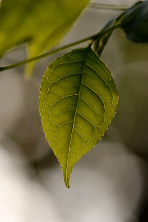 Close of plant leaveの写真素材