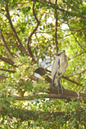 Grey Heron (Ardea cinerea) perched on a treeの写真素材