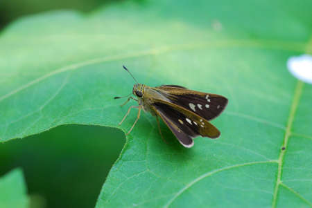 Butterfly on leafの写真素材