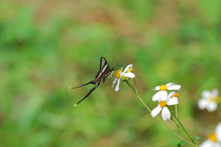 Butterfly on leafの写真素材