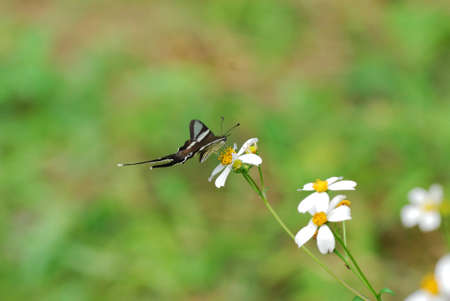 Butterfly on leafの写真素材
