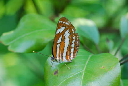 Butterfly on leafの写真素材
