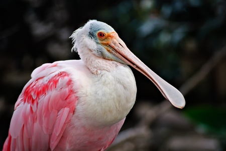 Portrait of a Roseate Spoonbillの写真素材