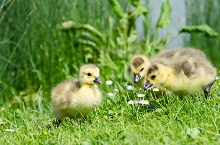 3 geese chicks enjoying the first spring in grassの写真素材