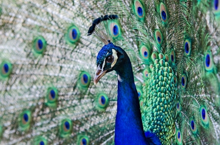 portrait of a proud peacock maleの写真素材
