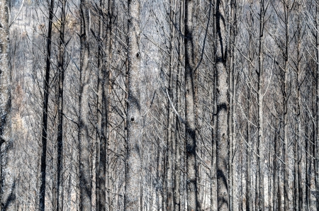Skeletons of scorched trees in the municipality of Biure left behind by the tragic wildfires in Catalonia  の写真素材