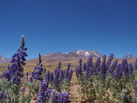 Lupine field in San Pedro de Atacama, Chileの写真素材