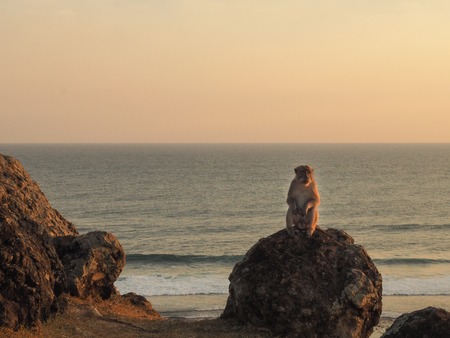 Monkey sitting on a rock at the Tanjung Ann bay in Lombok, Indonesia