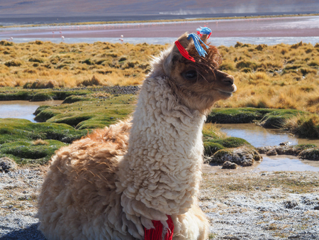Alpaca at Laguna Colorada, Uyuni, Boliviaの写真素材