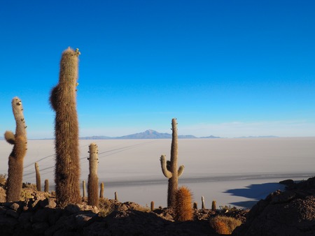 Cactus island in the Salar de Uyuni, Boliviaの写真素材