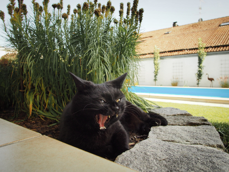 Black cat gapingの写真素材