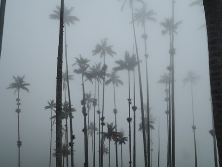 Cocora Valley with magnificent wax palms in Colombia