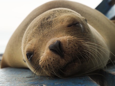 Sleeping sea lion on a bench, Galapagos, Ecuador