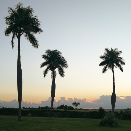 Palm trees in Cuba during sunsetの写真素材