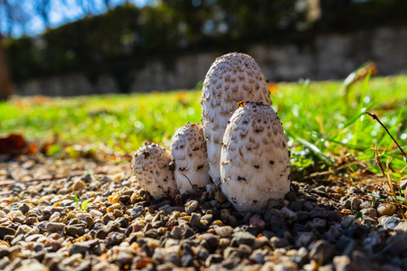 Mushrooms in a meadowの写真素材