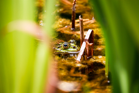 Green frog in a garden pond surrounded by water lily leaves.の写真素材
