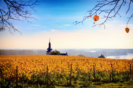Small church in autumnal vineyard with yellow leaves and blue sky in Nierstein.の写真素材