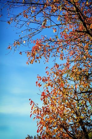 Autumnal, yellow leaves on a tree with blue sky.の写真素材