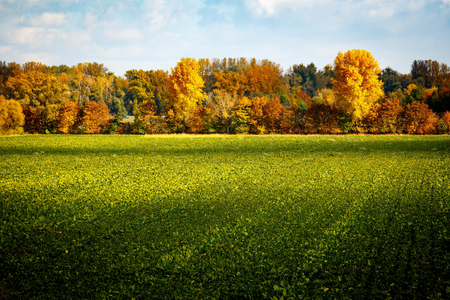 Green field with autumnal trees in the background.の写真素材