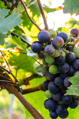 Close-ups of grapes in a vineyard.