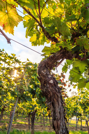 Detail shots of the stem of a grapevine.の写真素材