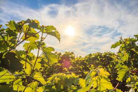 Vineyards in the sunlight.の写真素材