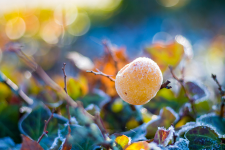 Yellow fruit and leaves covered by frost and snow.の写真素材