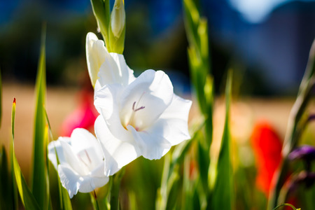 Gladiolus on the wide flower field in golden sunshine.の写真素材