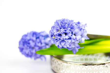 Purple hyacinths on a silver tray in front of white background.の写真素材