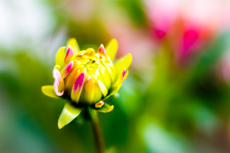 Pink white dahlia on the field.の写真素材