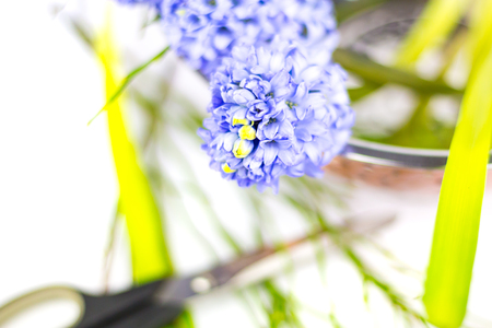 Bouquet of purple hyacinths in a copper bowl against white background.の写真素材