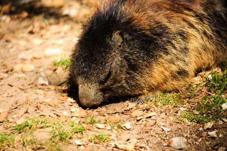 A brown marmot.の写真素材