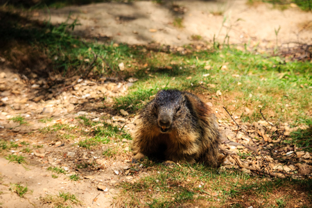 A brown marmot.の写真素材